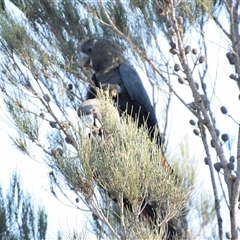Calyptorhynchus lathami lathami (Glossy Black-Cockatoo) at Windellama, NSW - 25 Jan 2019 by GITM3