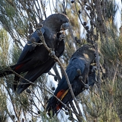 Calyptorhynchus lathami lathami at Windellama, NSW - suppressed