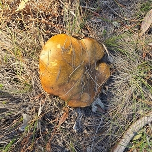 Suillus sp. (A bolete ) at Isaacs, ACT - 18 Sep 2025 by Mike
