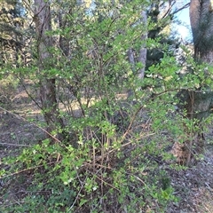 Lonicera fragrantissima (Winter Honeysuckle) at Fadden, ACT - 18 Sep 2025 by Mike