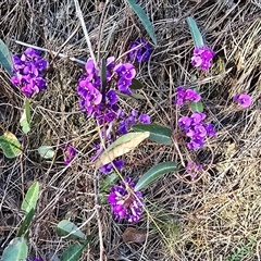 Hardenbergia violacea (False Sarsaparilla) at Isaacs, ACT - 18 Sep 2025 by Mike
