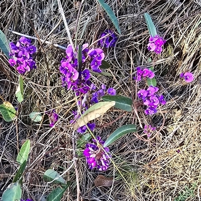 Hardenbergia violacea (False Sarsaparilla) at Isaacs, ACT - 18 Sep 2025 by Mike