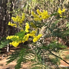 Acacia decurrens (Green Wattle) at Isaacs, ACT - 18 Sep 2025 by Mike