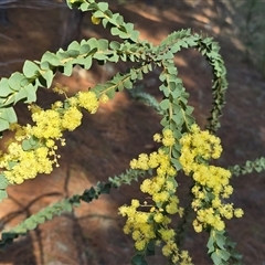 Acacia pravissima (Wedge-leaved Wattle, Ovens Wattle) at Isaacs, ACT - 18 Sep 2025 by Mike