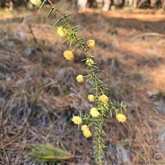 Acacia ulicifolia (Prickly Moses) at Isaacs, ACT - 18 Sep 2025 by Mike