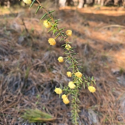 Acacia ulicifolia (Prickly Moses) at Isaacs, ACT - 18 Sep 2025 by Mike
