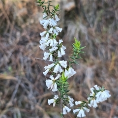 Styphelia fletcheri subsp. brevisepala (Twin Flower Beard-Heath) at Isaacs, ACT - 18 Sep 2025 by Mike