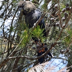 Calyptorhynchus lathami lathami (Glossy Black-Cockatoo) at Windellama, NSW - 24 Nov 2018 by GITM3