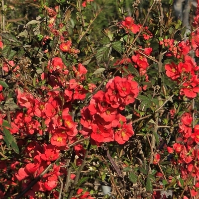 Chaenomeles speciosa (Flowering Quince) at Isaacs, ACT - 18 Sep 2025 by Mike