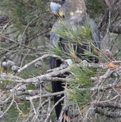 Calyptorhynchus lathami lathami (Glossy Black-Cockatoo) at Windellama, NSW - 2 Nov 2018 by GITM3
