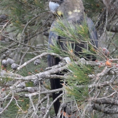 Calyptorhynchus lathami lathami (Glossy Black-Cockatoo) at Windellama, NSW - 2 Nov 2018 by GITM3
