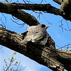 Manorina melanocephala (Noisy Miner) at Melbourne, VIC - 18 Sep 2025 by Hejor1