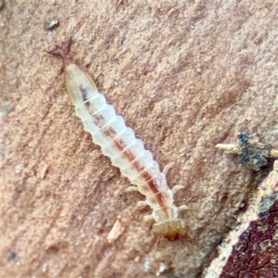 Platisus sp. (genus) (Flat bark beetle) at Melbourne, VIC - 18 Sep 2025 by Hejor1