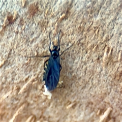 Scatopsidae (family) at Melbourne, VIC - 18 Sep 2025 by Hejor1