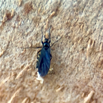 Scatopsidae (family) at Melbourne, VIC - 18 Sep 2025 by Hejor1