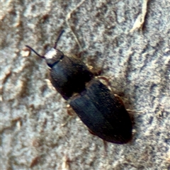 Elateridae (family) (Unidentified click beetle) at Melbourne, VIC - 18 Sep 2025 by Hejor1