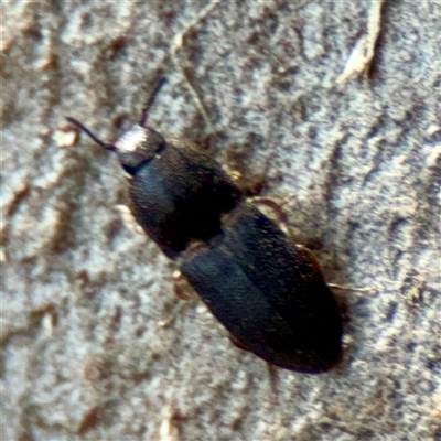 Elateridae (family) (Unidentified click beetle) at Melbourne, VIC - 18 Sep 2025 by Hejor1