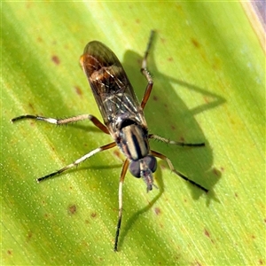 Ectinorhynchus sp. (genus) (A Stiletto Fly) at Melbourne, VIC - 18 Sep 2025 by Hejor1
