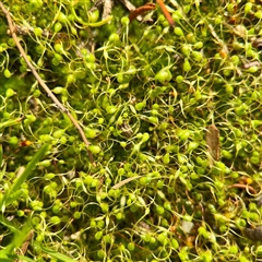 Funaria hygrometrica at Melbourne, VIC - 18 Sep 2025 by Hejor1