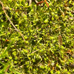 Funaria hygrometrica at Melbourne, VIC - 18 Sep 2025 by Hejor1