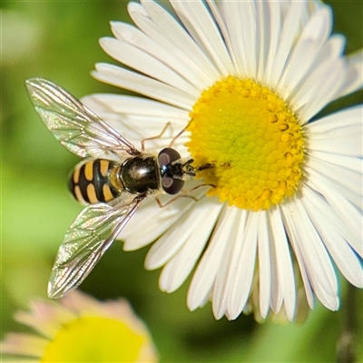 Simosyrphus grandicornis (Common hover fly) at Southbank, VIC - 18 Sep 2025 by Hejor1