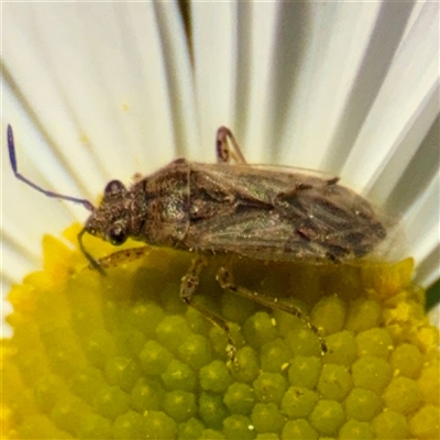 Nysius vinitor (Rutherglen bug) at Melbourne, VIC - 18 Sep 2025 by Hejor1