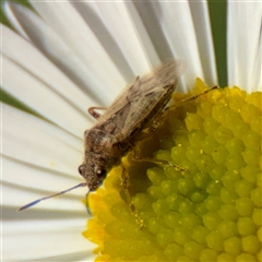 Nysius vinitor at Melbourne, VIC - 18 Sep 2025 12:49 PM