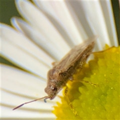 Nysius vinitor at Melbourne, VIC - 18 Sep 2025 12:49 PM