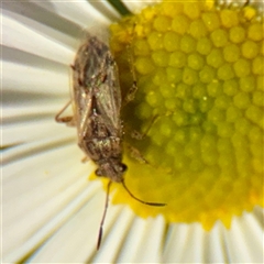 Nysius vinitor at Melbourne, VIC - 18 Sep 2025 12:49 PM