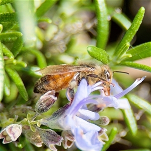 Apis mellifera (European honey bee) at Melbourne, VIC - 18 Sep 2025 by Hejor1