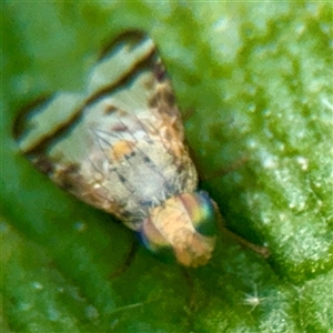 Sphenella ruficeps at Melbourne, VIC - 18 Sep 2025 12:45 PM