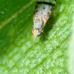 Sphenella ruficeps at Melbourne, VIC - 18 Sep 2025 12:45 PM