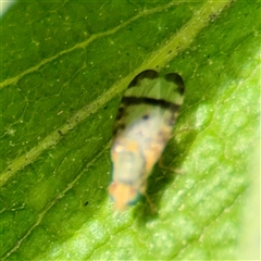 Sphenella ruficeps at Melbourne, VIC - 18 Sep 2025 12:45 PM