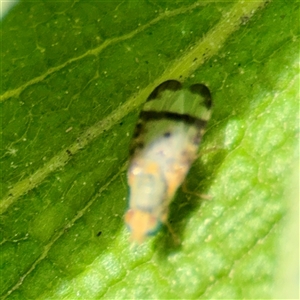 Sphenella ruficeps at Melbourne, VIC - 18 Sep 2025 12:45 PM