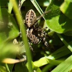 Artoria sp. (genus) at Southbank, VIC - 18 Sep 2025 by Hejor1