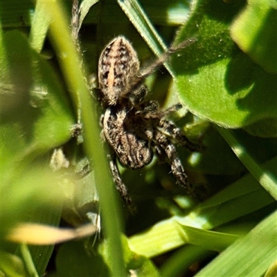Artoria sp. (genus) at Southbank, VIC - 18 Sep 2025 by Hejor1