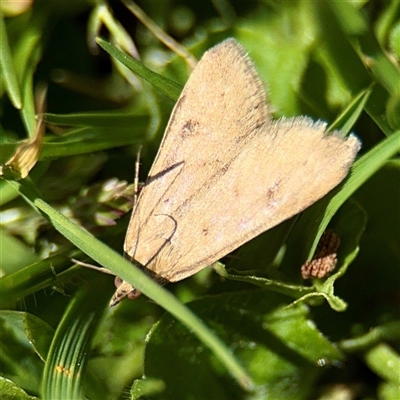 Achyra (genus) (Unidentified Achyra) at Southbank, VIC - 18 Sep 2025 by Hejor1