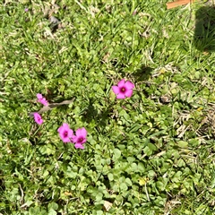 Oxalis (genus) at Southbank, VIC - 18 Sep 2025 by Hejor1