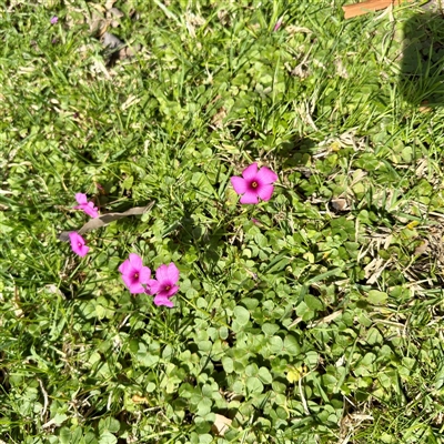 Oxalis (genus) at Southbank, VIC - 18 Sep 2025 by Hejor1
