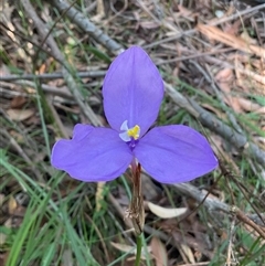 Patersonia (genus) at Ulladulla, NSW - 17 Sep 2025 by Jennybach