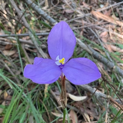 Patersonia (genus) at Ulladulla, NSW - 17 Sep 2025 by Jennybach