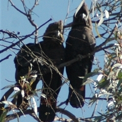 Calyptorhynchus lathami lathami at Windellama, NSW - suppressed