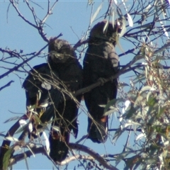 Calyptorhynchus lathami lathami at Windellama, NSW - suppressed