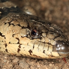 Cyclodomorphus gerrardii (Pink-tongued Skink) at Cedar Creek, QLD - 11 Feb 2022 by DAdeGroot