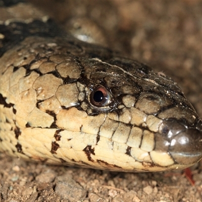 Cyclodomorphus gerrardii (Pink-tongued Skink) at Cedar Creek, QLD - 11 Feb 2022 by DAdeGroot