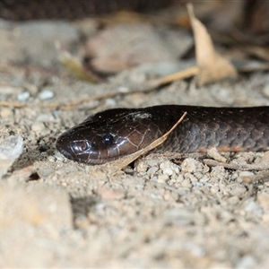 Cryptophis nigrescens (Eastern Small-eyed Snake) at Cedar Creek, QLD - 12 Feb 2022 by DAdeGroot
