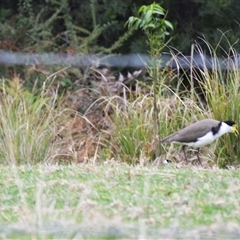 Vanellus miles (Masked Lapwing) at Yalwal, NSW - 18 Sep 2025 by plants
