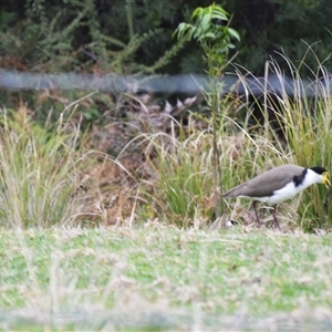 Vanellus miles (Masked Lapwing) at Yalwal, NSW - 18 Sep 2025 by plants