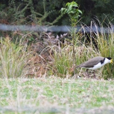 Vanellus miles (Masked Lapwing) at Yalwal, NSW - 18 Sep 2025 by plants