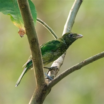 Ailuroedus crassirostris (Green Catbird) at Cedar Creek, QLD - 13 Feb 2022 by DAdeGroot